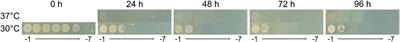 Phenotypic and Genetic Characterization of Temperature-Induced Mutagenesis and Mortality in Cupriavidus metallidurans